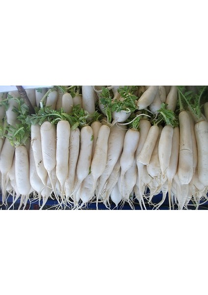 Turp Uzun Beyaz Japon Turp Tohumu Paket 10 Gr.
