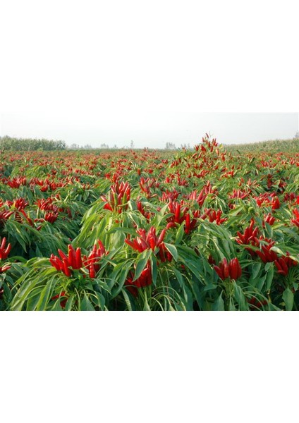 Biber Tabasco Biberiye Acı Tohumu Paket 5 Gr.