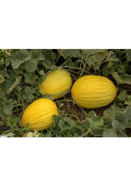 Kavun Sarıbal Tohumu Paket 25 Gr.