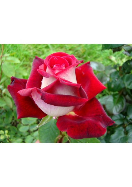 Rosa Osiria Alyans Gülü, Saksıda