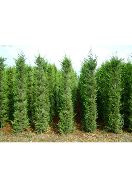 Cupressocyparis Leylandii - Leylandi Fidanı 40-60 Cm, 4 Adet, Saksıda