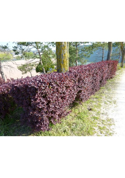 Berberis X Ottawensis Superba, Bordo Hanım Tuzluğu, Saksıda