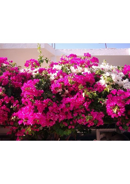 Bougainvillea Begonvil Fidanı 5 Adet, Saksıda