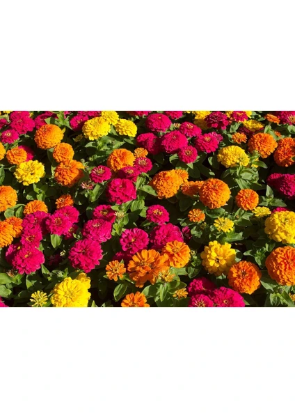 Zinnia (Kirli Hanım Çiçeği) Karışık Renk Çiçek Tohumu +-150 Adet