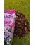 Arıcılar Ziraat Orkide Toprağı (2 Litre) 4