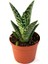 Aloe Variegatum 1