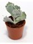 Cotyledon Undulata 1