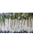 Turp Uzun Beyaz Japon Turp Tohumu Paket 10 Gr. 1