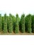 Cupressocyparis Leylandii - Leylandi Fidanı 40-60 Cm, 4 Adet, Saksıda 1