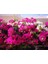 Bougainvillea Begonvil Fidanı 5 Adet, Saksıda 1