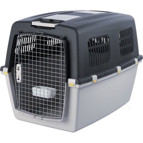 köpek box