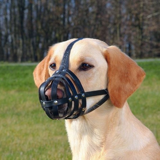 Julius K9 Muzzle Extra Sağlam Deri Köpek Ağızlığı Xl 33 Cm Fiyatı