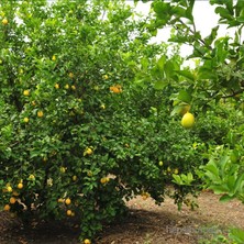 Limon (Organik) 5 kg