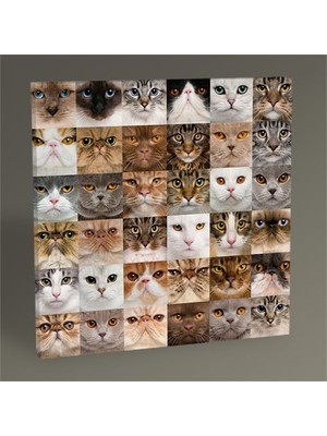 Tablo 360 Kediler Tablo 30X30