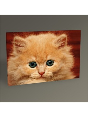 Tablo 360 Sarı Kedi Tablo 60X40