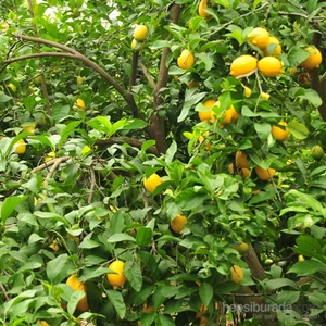 Limon (Organik) 5 kg