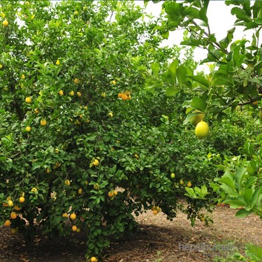 Organik Limon 15kg Karton Savran Organik