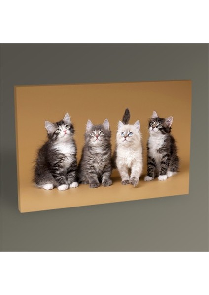 Kediler Tablo 30 x 20