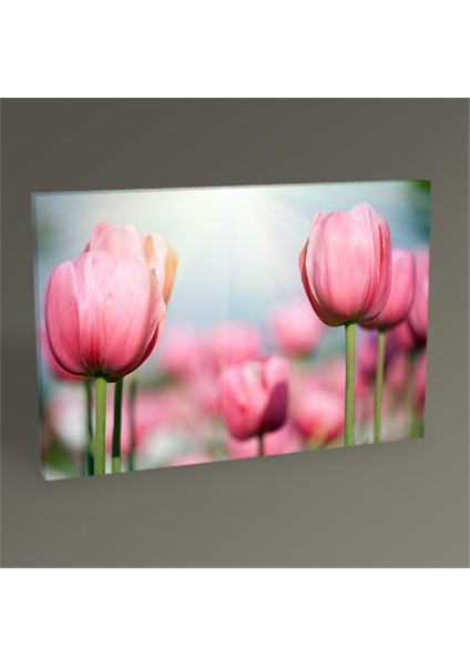 Tulips Tablo 75X50