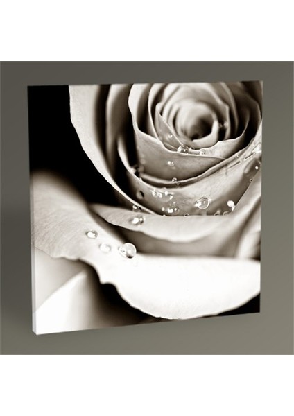 Beyaz Lale Tablo 30X30