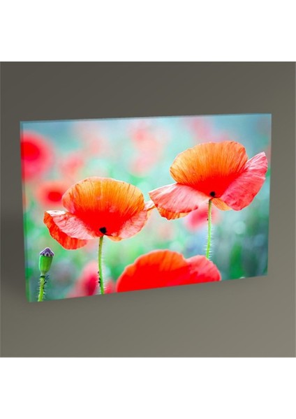Gelincikler Tablo 30 x 20