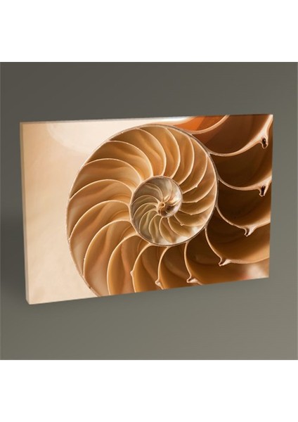 Nautilus Tablo 30 x 20