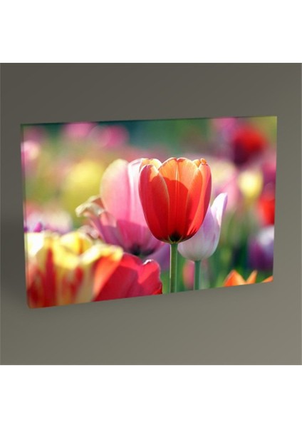 Colorful Tulips Tablo 30 x 20