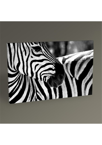 Zebra Tablo 30 x 20