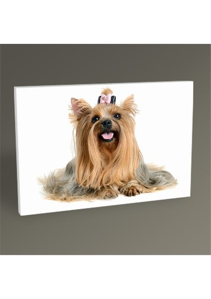 Terrier Tablo 30 x 20