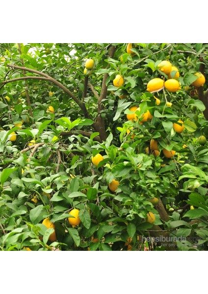 Limon (Organik) 5 kg