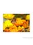 10X15 Cm Mat Fotoğraf Baskısı 1