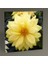 Yellow Flower Tablo 80X80 1