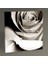 Beyaz Lale Tablo 30X30 1