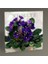 Violets Tablo 40X40 1