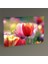 Colorful Tulips Tablo 30 x 20 1