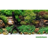 Canlı Petshop Arka Fon (Su Bahçesi) 50 cm Uzunluk Yükseklik 30 cm