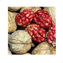 Reyon 3 Yaş Aşılı Kırmızı Ceviz Fidanı