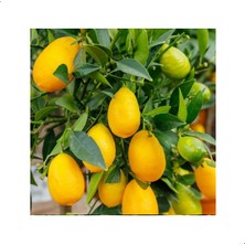 Reyon 3 Yaş Aşılı Limonkamkat Tavaresquat  Fidanı, Torbada
