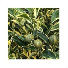 Reyon 6 Yaş Aşılı Alacalı Calamondin Süs Mandalinası Fidanı, Saksıda