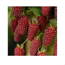 Reyon Tayberry Ithal Kırmızı Böğürtlen Fidanı, Torbada