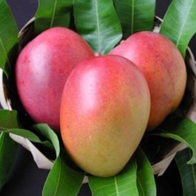 Reyon Bahçe 3 Yaş Aşılı Tommy Mango Fidanı,torbada