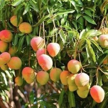 Reyon Bahçe 3 Yaş Aşılı Kent Mango Fidanı,torbada