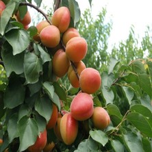 Reyon Bahçe 4 Yaş Aşılı Al Kaysı Fidanı, Saksıda