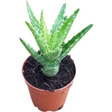 Reyon Minyatür Aloevera, 5.5 cm Saksıda