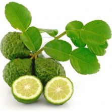 Reyon 5 Yaş Aşılı Kaffir Lime Limon Fidanı, Torbada