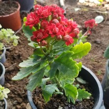 Reyon Kırmızı Kalonşo (Kalanchoe) Çiçeği, Saksıda