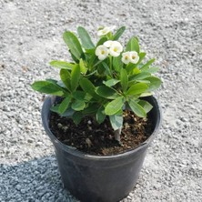 Reyon Ithal Orijinal Beyaz Euphorbia Milii / Dikenler Tacı Küçük Saksıda