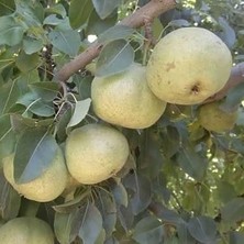 Reyon 3 Yaş Aşılı Ankara Armut Fidanı, Torbada