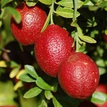 Reyon 4 Yaş Aşılı Blood Lime Kırmızı Limon Fidanı, Torbada