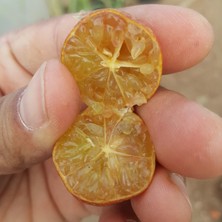 Reyon 4 Yaş Aşılı Blood Lime Kırmızı Limon Fidanı, Torbada